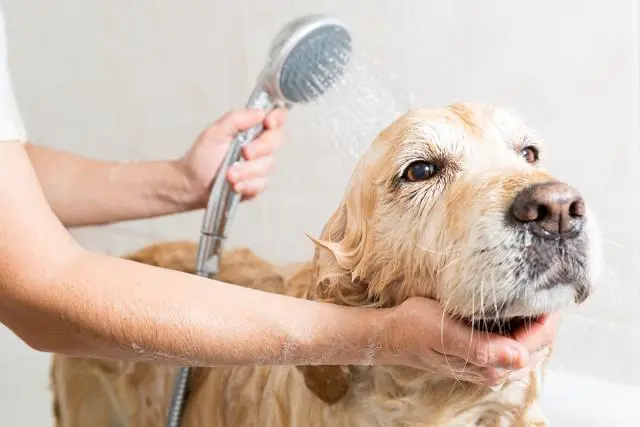 你的狗狗到应该多久洗一次澡？