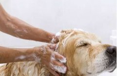 给狗狗洗澡的时间点，您选对了吗？