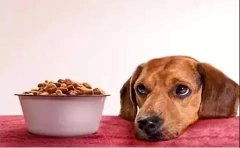 狗狗不想吃狗粮的原因有哪些？ 华兴宠物食品