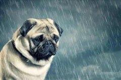 狗狗淋雨后感冒了怎么办?