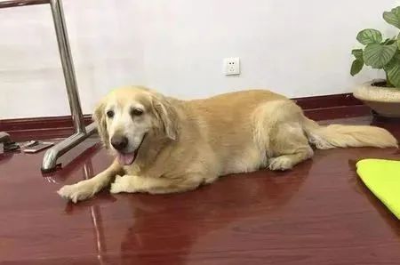 狗狗也需要养生吗 华兴宠物食品