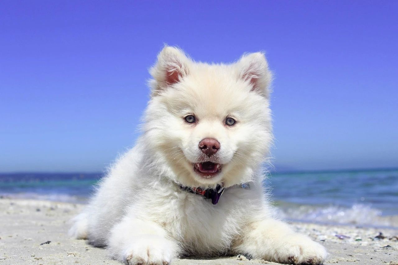 狗狗