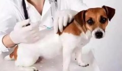 给狗狗打疫苗时需要注意哪些事项？