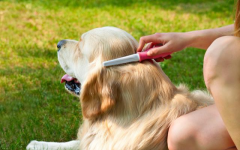 狗狗被毛梳理方法你知道吗？