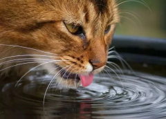 猫咪一天要喝多少水才是合理的呢？