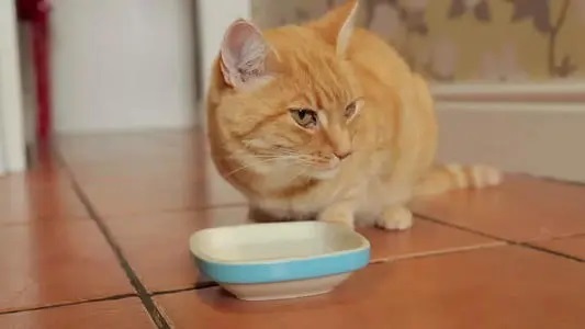 猫咪不爱喝水怎么办