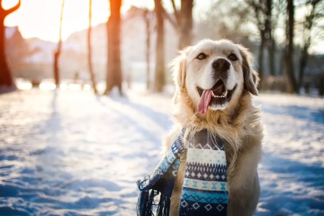 should the dog's food be heated in winter?