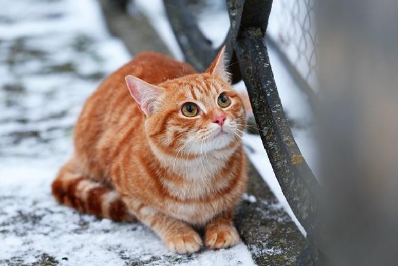 猫冬天突然胃口大增，还应警惕过度肥胖