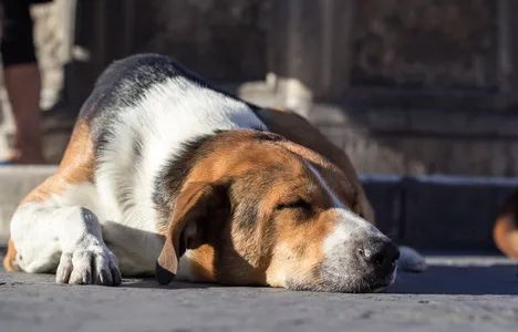 狗狗也是一个心机汪，你知道狗狗为什么会装睡吗？