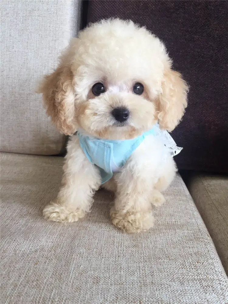 泰迪多大算成犬，饲养泰迪应该有哪些注意事项呢
