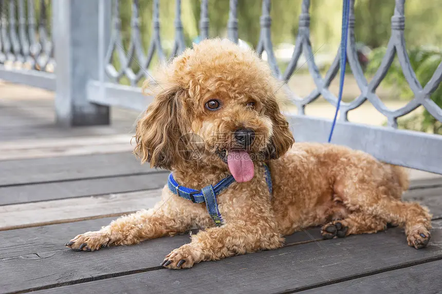 泰迪多大算成犬 饲养泰迪应该有哪些注意事项呢