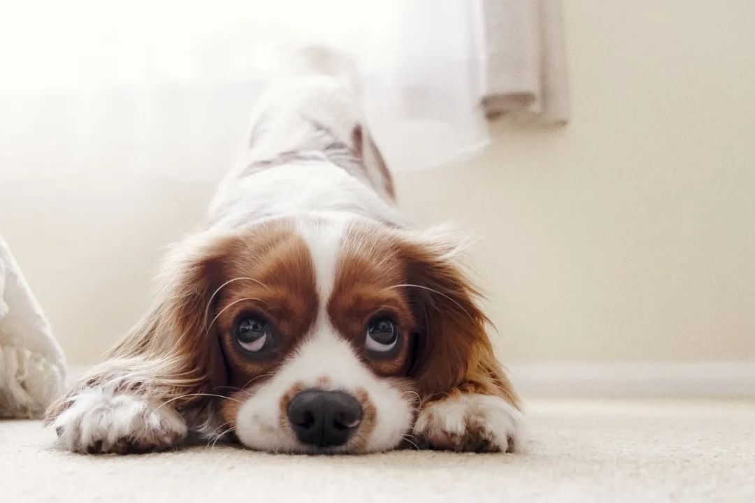 狗狗身上“寄生虫”多的表现，你家有没有中招？