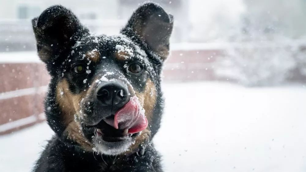 冬天养狗的“5大错误”，你中招了吗？