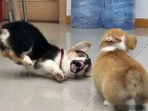 华兴宠物