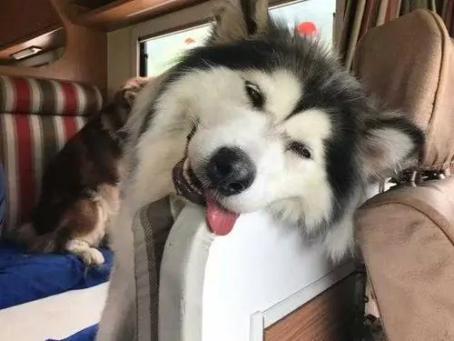 华兴宠物