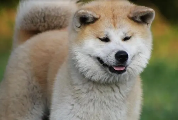 华兴宠物