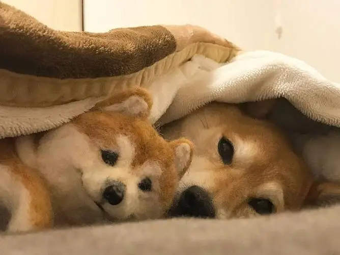 华兴宠物
