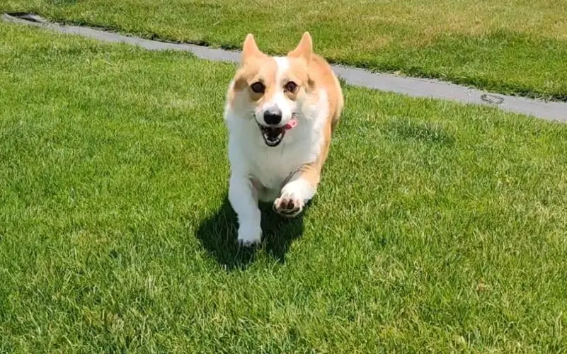 华兴宠物