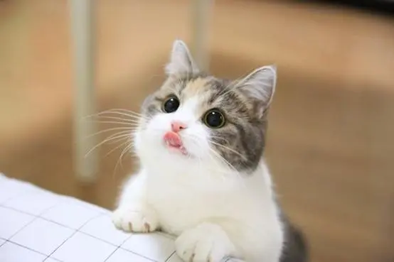 华兴宠物